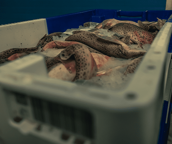 Assortiment aan verse vis, aankoop en verkoop verse Noordzeevis