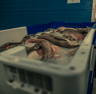Verse vis bij KuNa Fish Zeebrugge, Visveiling Zeebrugge, fileer en inpakwerk
